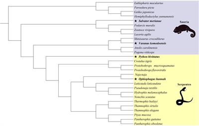 Evolutionary rates of body-size-related genes and ecological factors involved in driving body size evolution of squamates